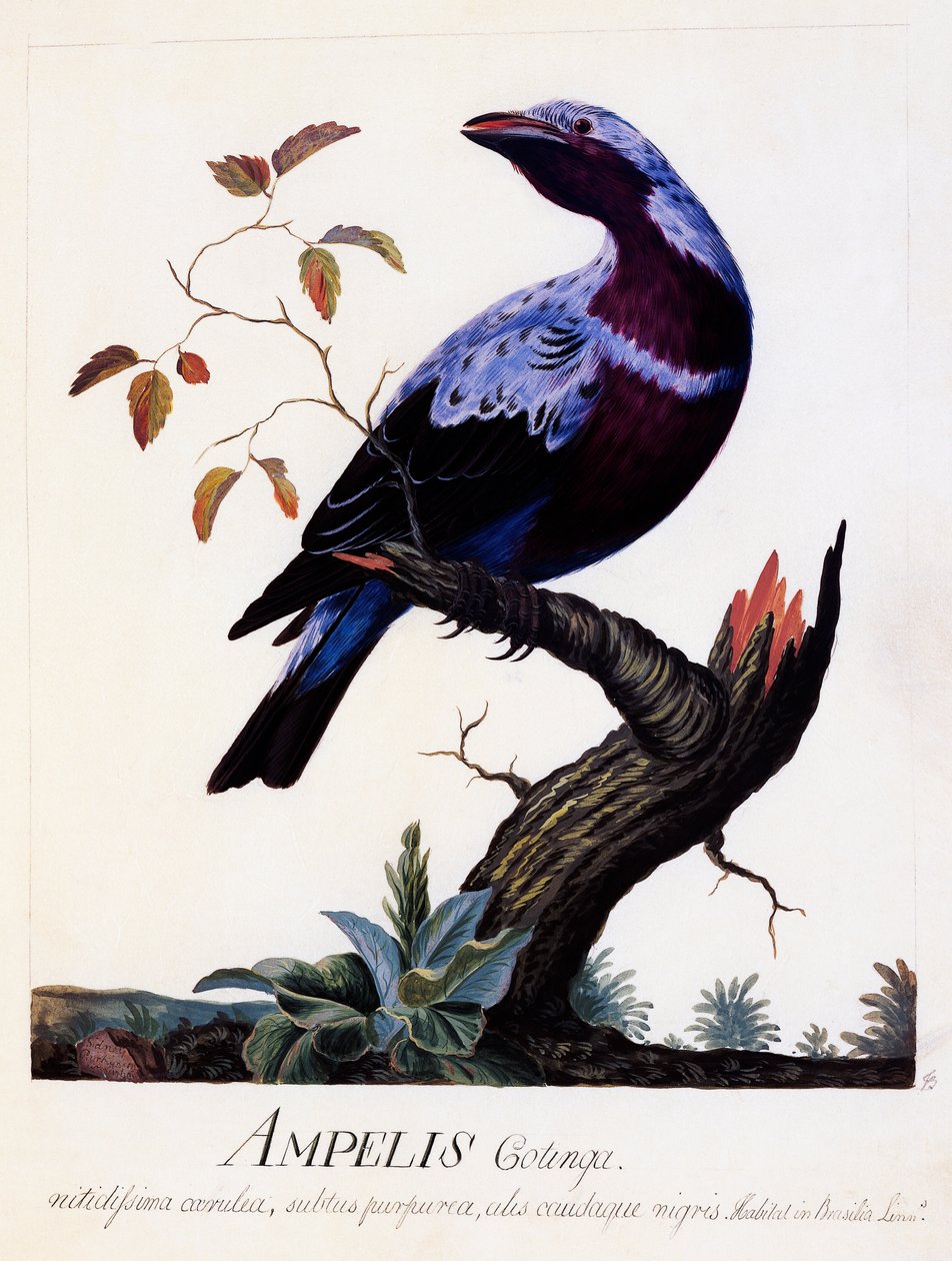 Ampelis cotinga (Cotinga cotinga), Lilla-breasted Cotinga, akvarel af Carl Linnaeus
