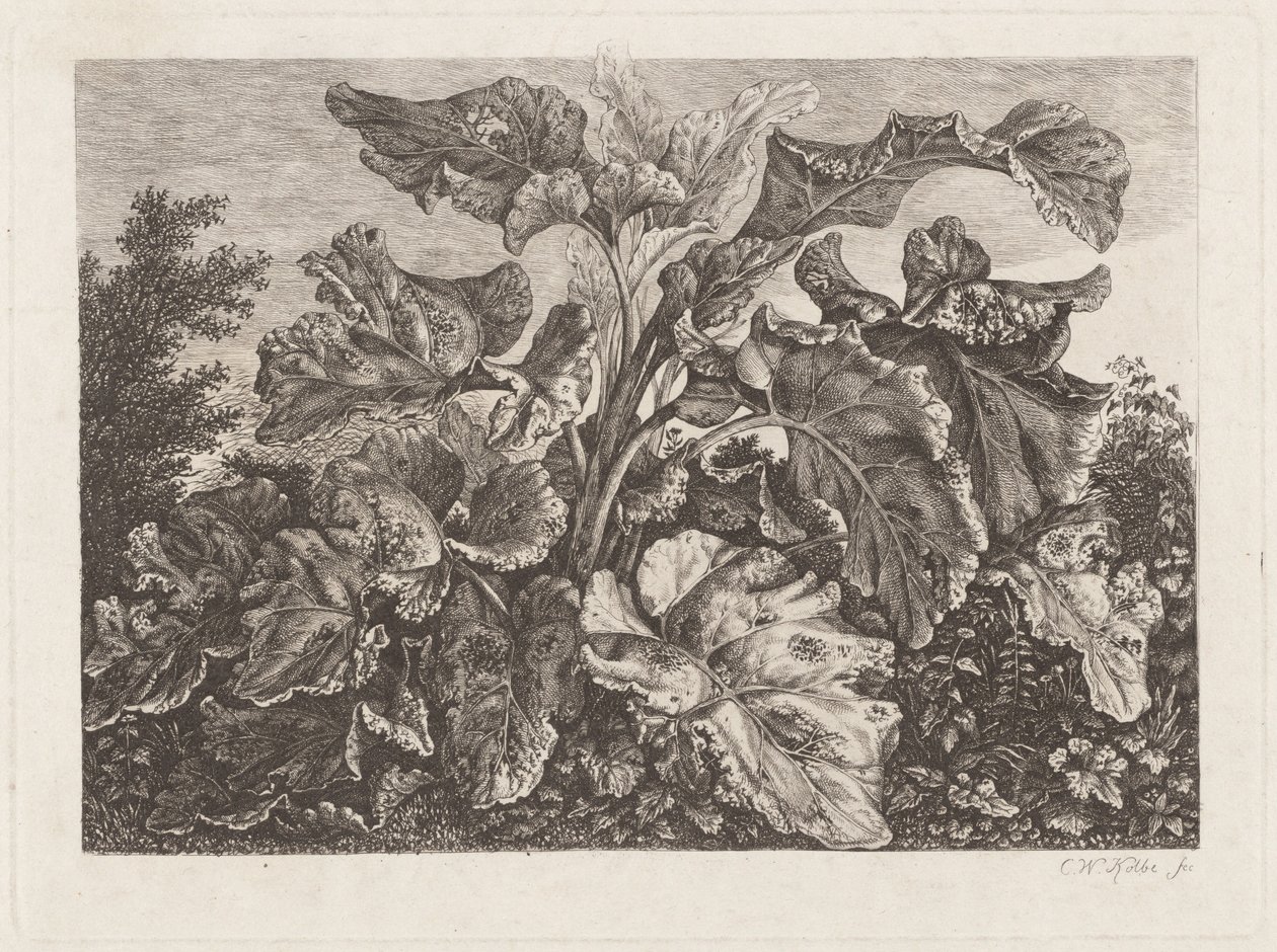 Planteundersøgelse med burre af Carl Wilhelm Kolbe