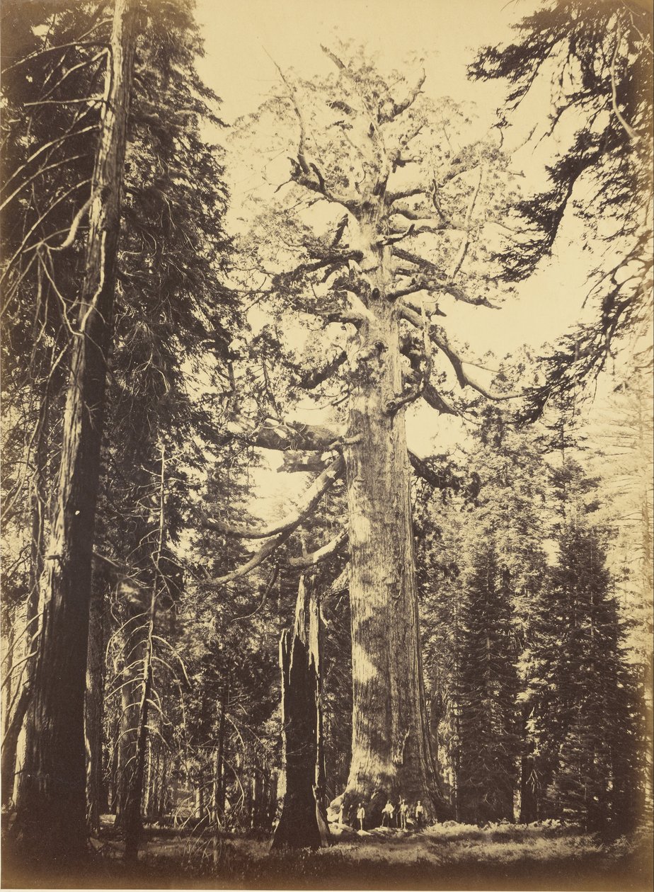 Sequoia Gigantea af Carleton E. Watkins