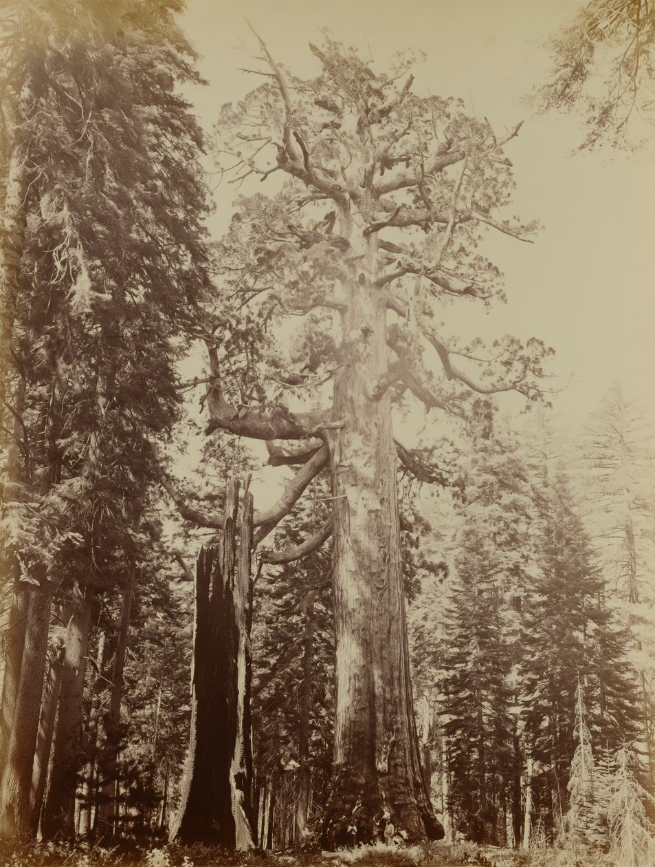 Grizzly-kæmpen, Mariposa Grove af Carleton E. Watkins
