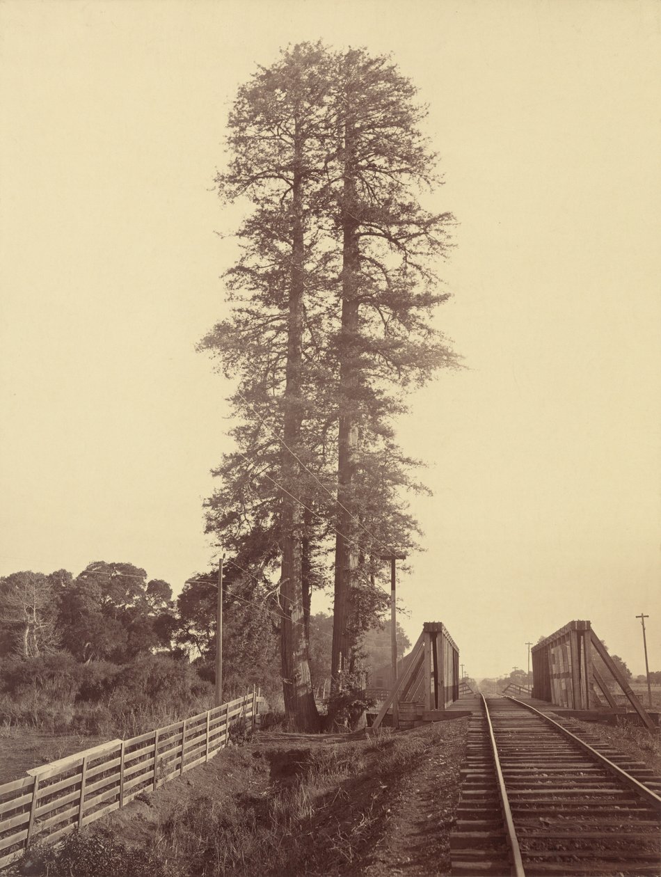 Twin Redwoods, Palo Alto af Carleton E. Watkins