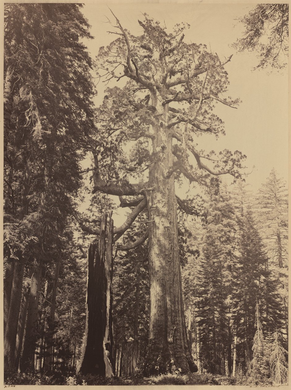 Grizzly Giant, Mariposa Grove, 1861. af Carleton Emmons Watkins