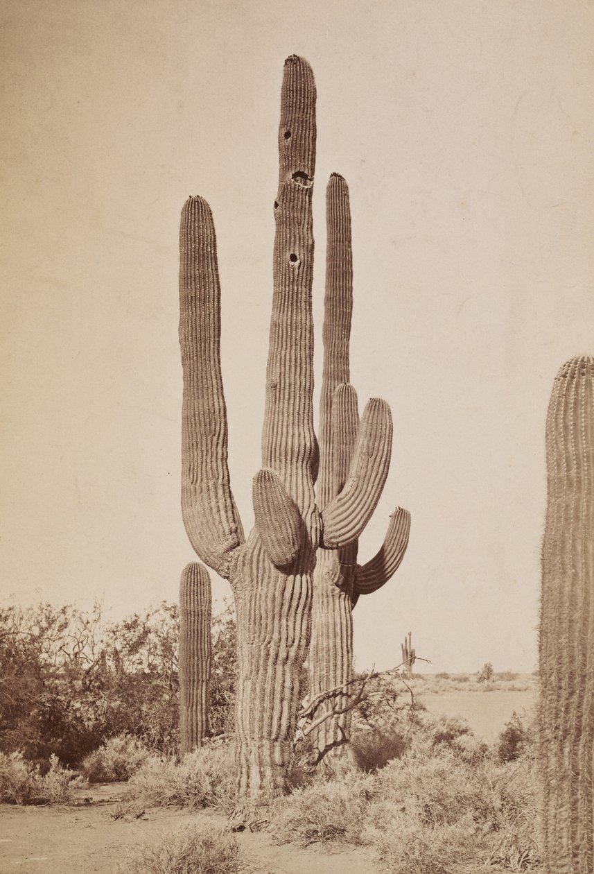 [Kaktus] af Carleton Watkins
