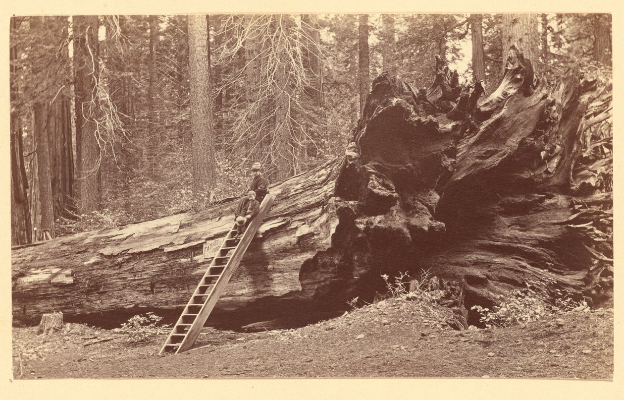 [Fader til skoven Calaveras Grove] af Carleton Watkins