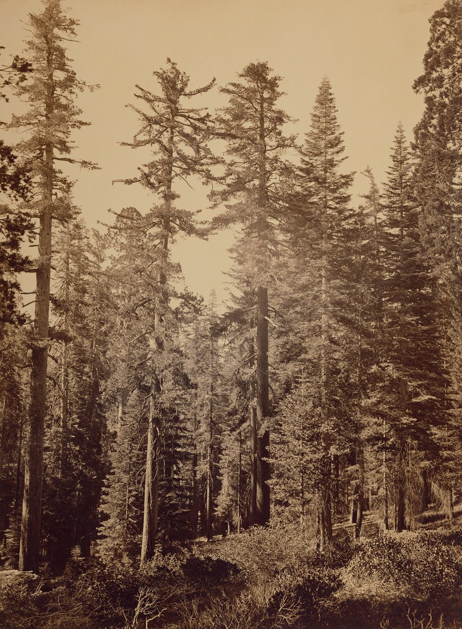 [Skovscene] / [Sukkertoppe] af Carleton Watkins