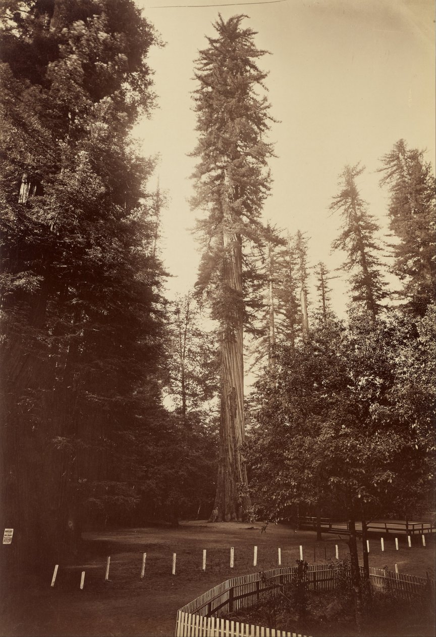 Kæmpe-rødtræ, Santa Cruz af Carleton Watkins