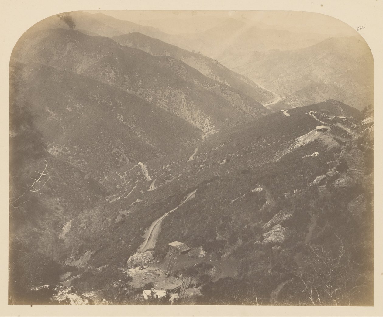Josephine og fyrretræ af Carleton Watkins