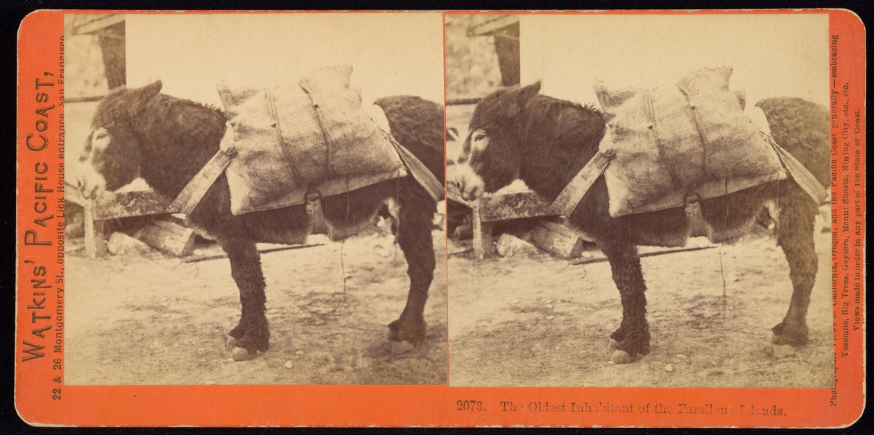 Farallonøernes ældste indbygger af Carleton Watkins