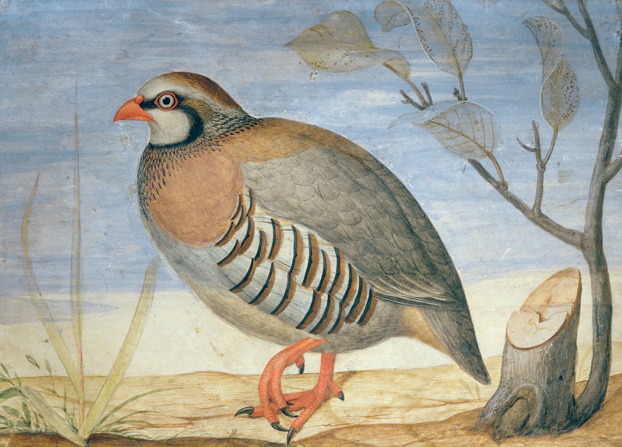 En rødbenet agerhøne (gouache på pergament) af Carlo Battaglia
