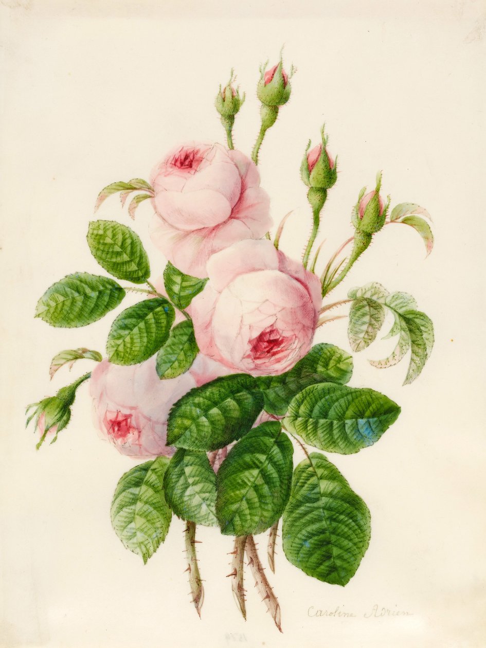 Tre Centifolia roser med knopper (grafit og wc på vellum) af Caroline Adrien