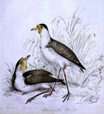 Sandpiper, 1800-tallet af Caroline Louisa Atkinson