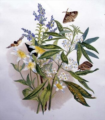 Tasmanian Blue Speedwell og Dværgklematis af Caroline Louisa Meredith