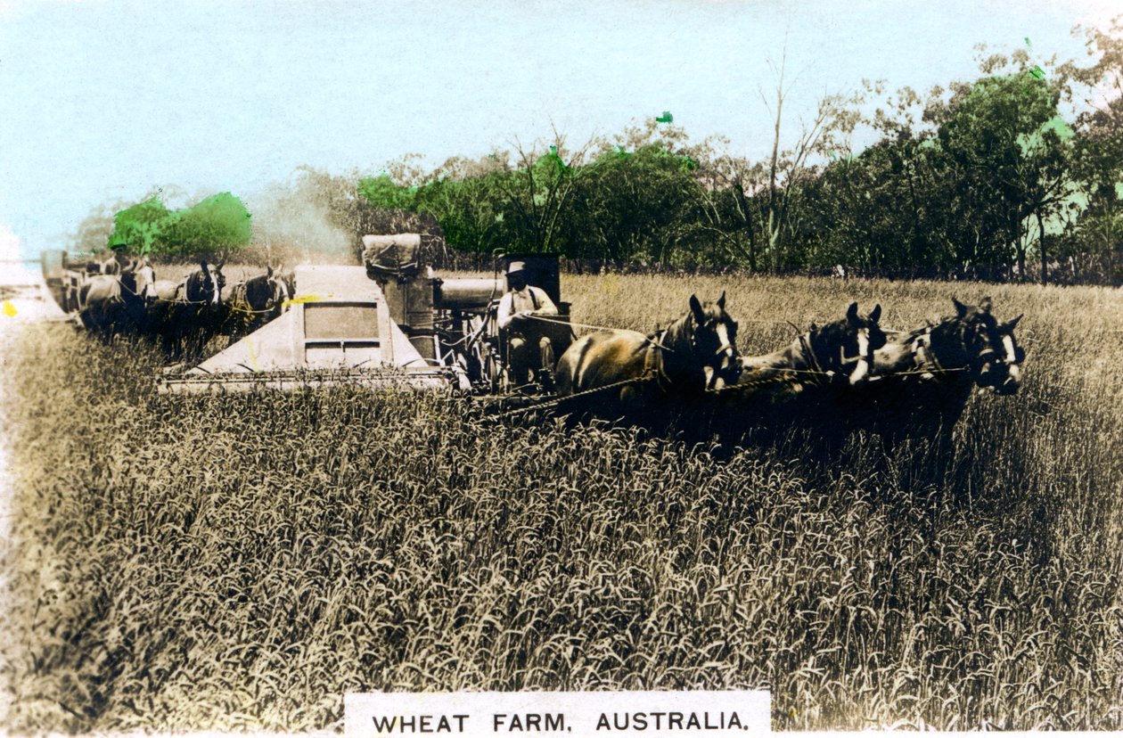Grenfell hvedefarm, Australien, c1920