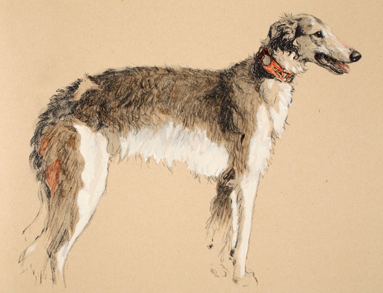 Borzoi, 1930, Illustrationer fra hans skitsebog brugt til "Just Among Friends", Aldin, Cecil Charles Windsor (1870-1935), senere udgivet af Eyre and Spottiswoode Limited, 1934, Kridt og kul på af Cecil Charles Windsor Aldin