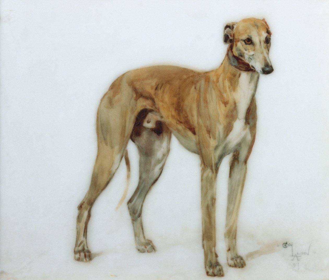 En fawn Greyhound, 1897 af Cecil Charles Windsor Aldin