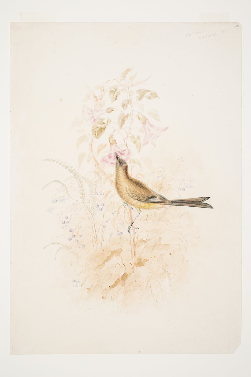 Kari Mako (Korimako) Mahurangi N.Z. af Charles Heaphy af Charles Heaphy