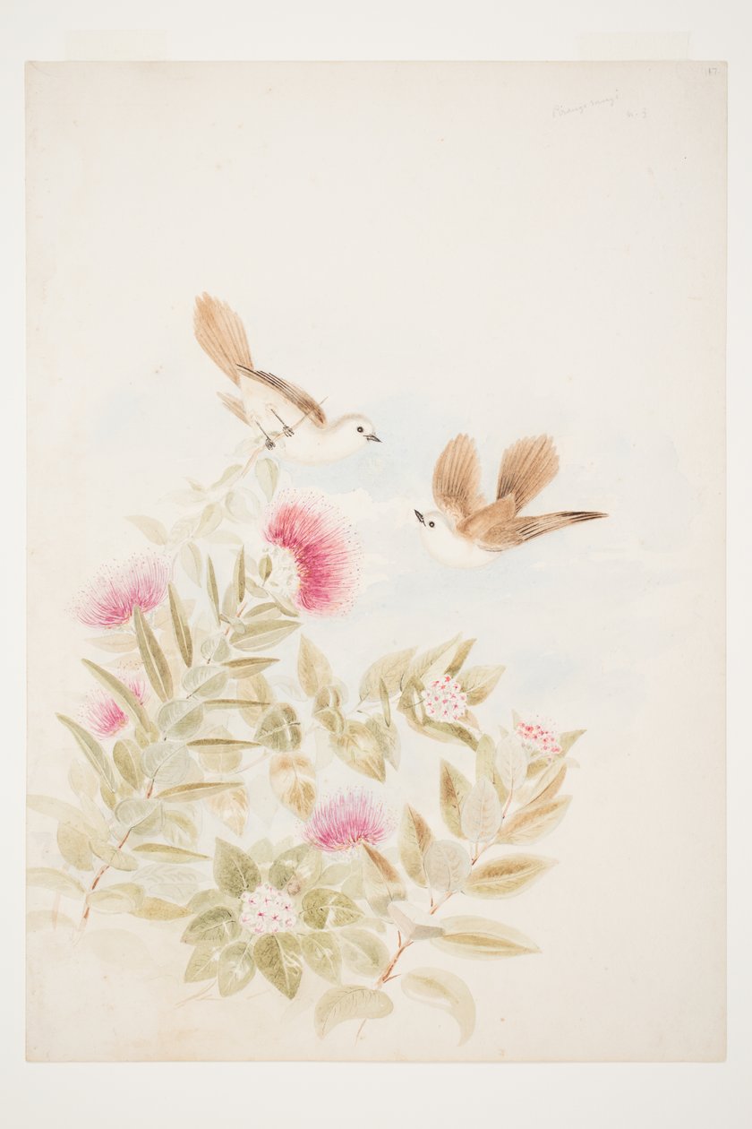 Vejrprognose N.Z. af Charles Heaphy