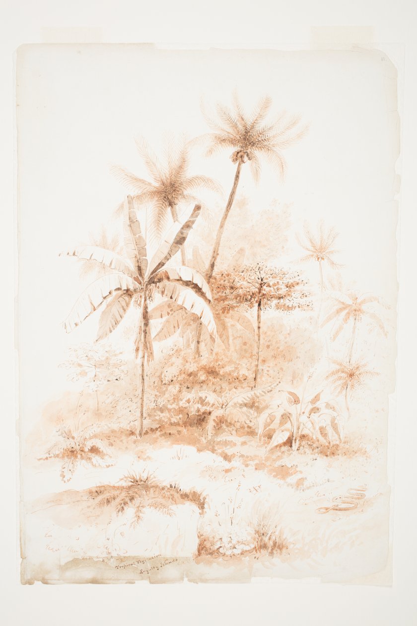 Tropisk vegetation, Loyalitetsøer af Charles Heaphy