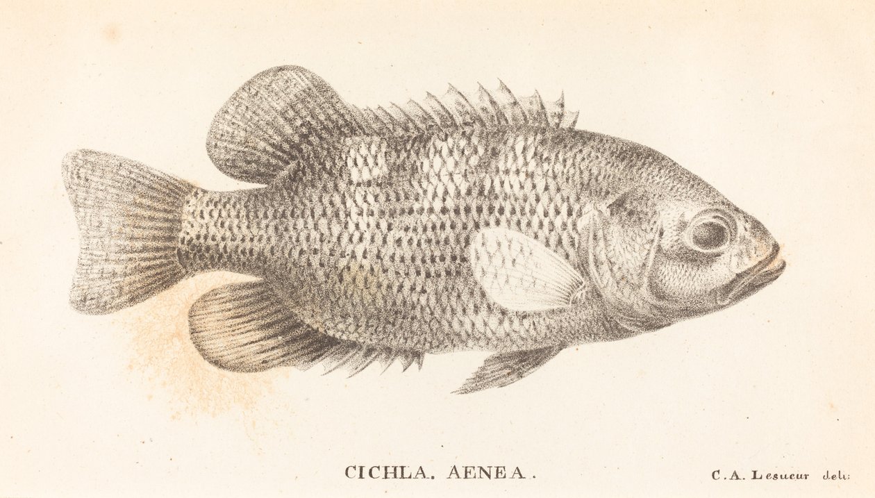 Cichla, Aeneas af Charles Alexandre Lesueur