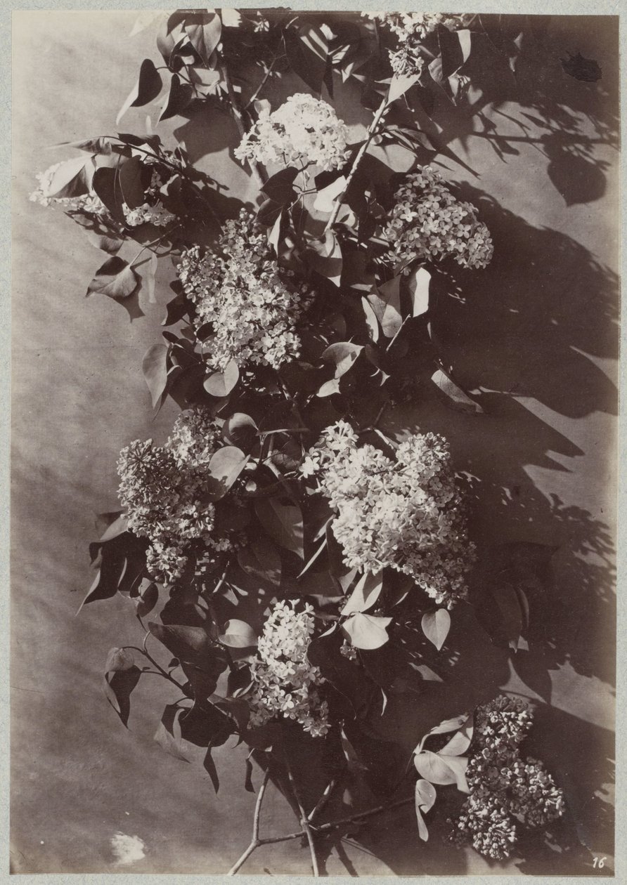 Blomsterstudie med grene af Charles Aubry (manner of)