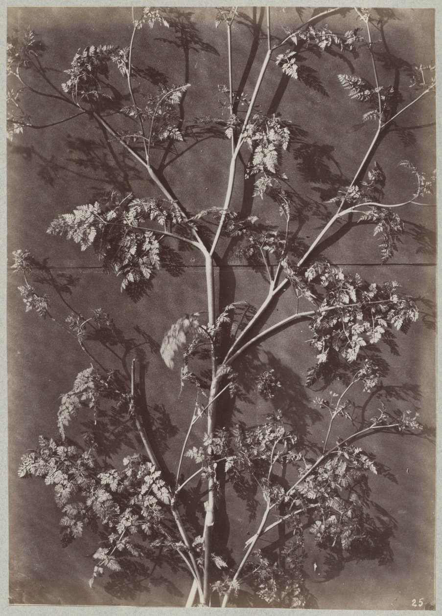 Studer med grene af Charles Aubry (manner of)