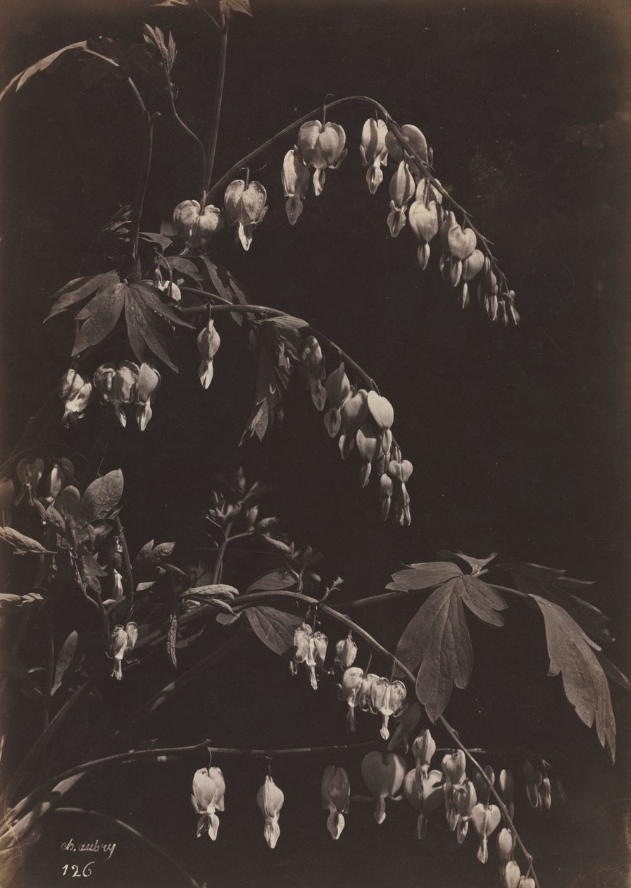 Blomsterstilleben (blødende hjerter) af Charles Aubry