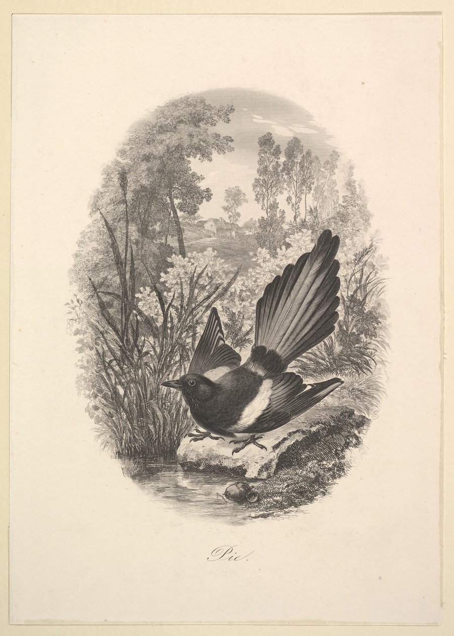 Magpie, 1843. af Charles Francois Daubigny