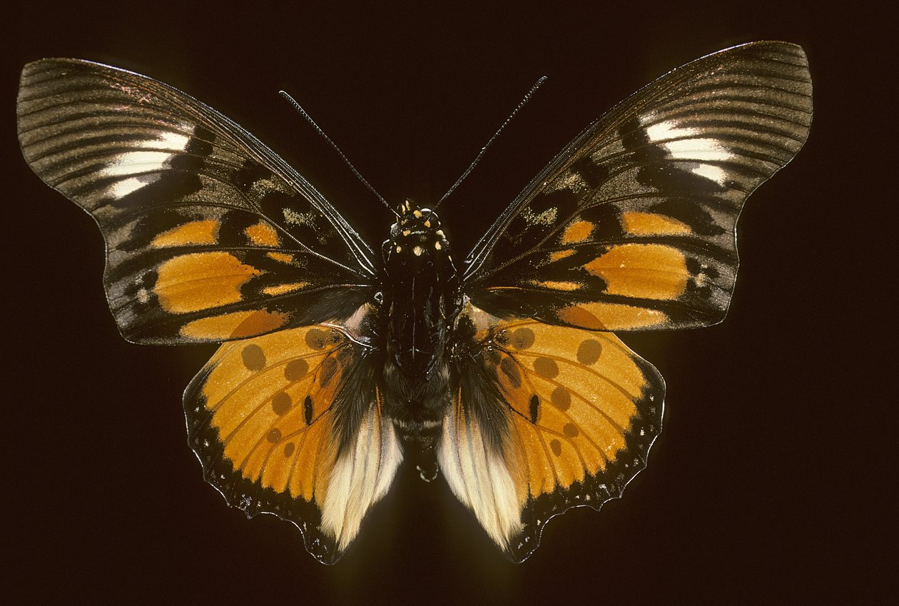 Acraeoids charaxes af Augustus Kollner