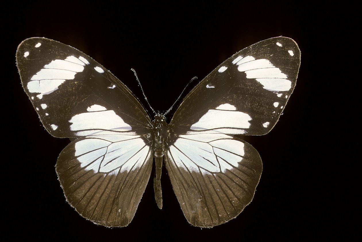 amauris comorana af Augustus Kollner