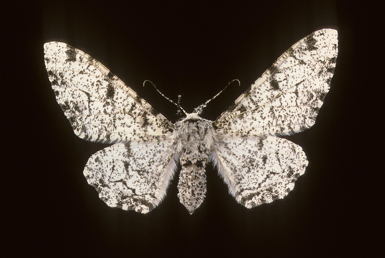 Betularia biston/Birk Phalene af Augustus Kollner