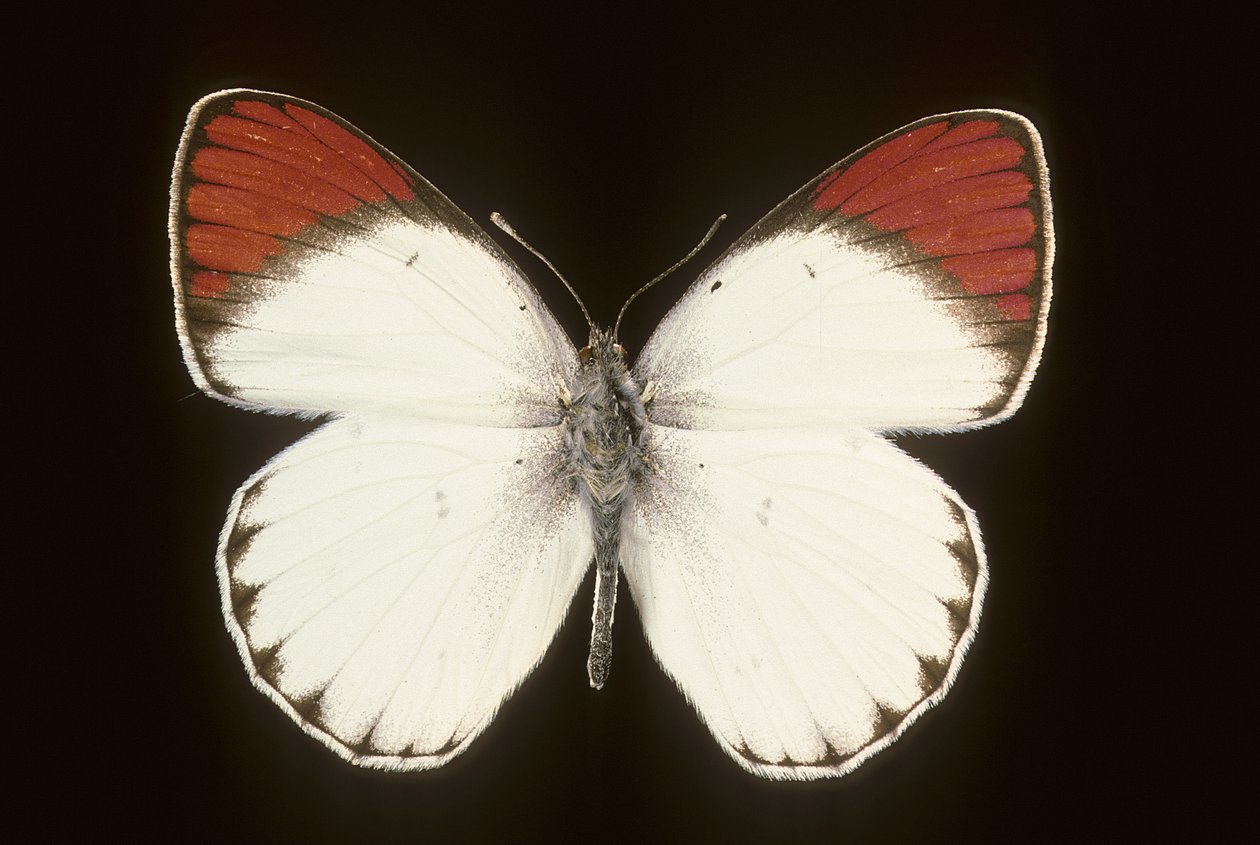 Colotis danae/Crimson af Augustus Kollner