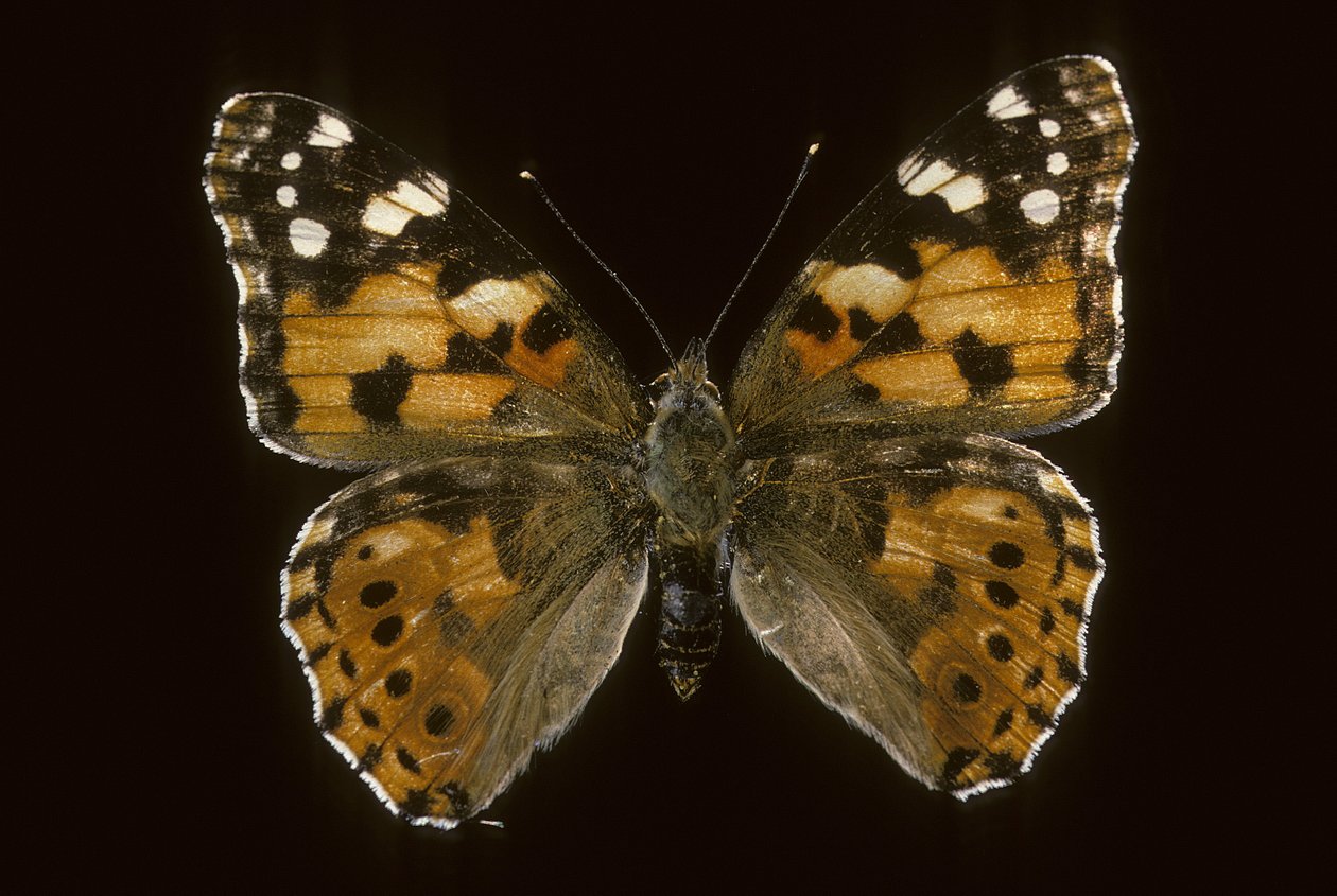 Cynthia cardui/Steddatter/Vanesse of Thistles af Augustus Kollner