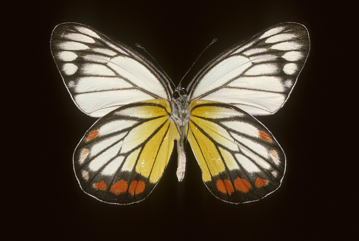 Delias hyparete/Mand af Augustus Kollner