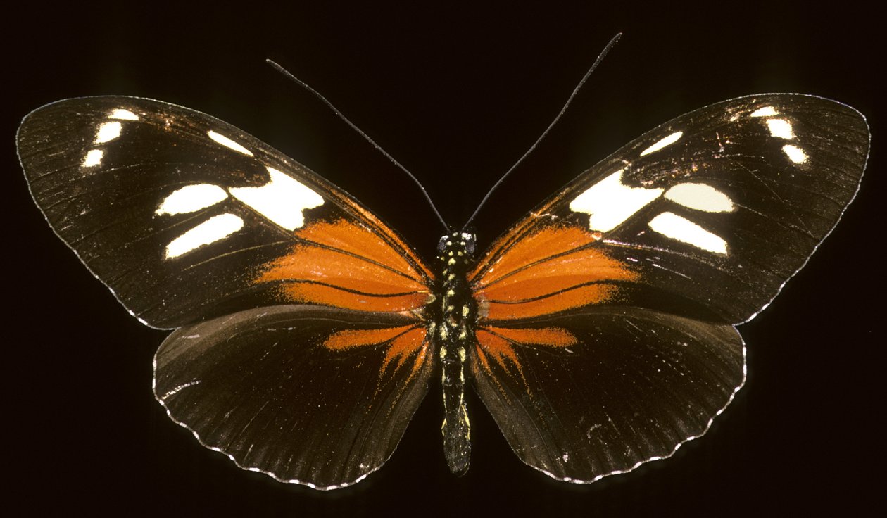 Heliconius burneyi catherina/Heliconie af Augustus Kollner