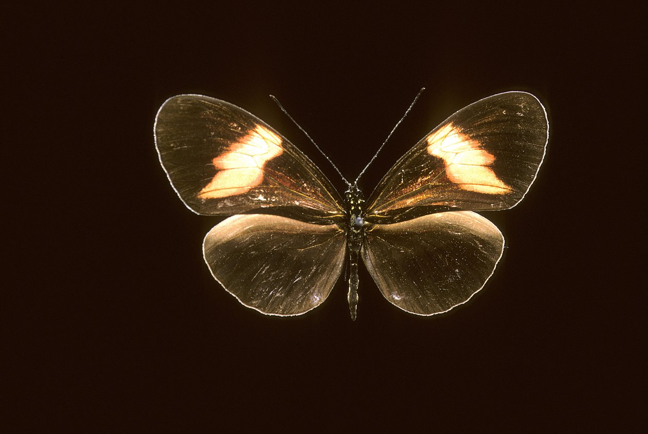 Heliconius melpomene/Heliconie melpomene af Augustus Kollner