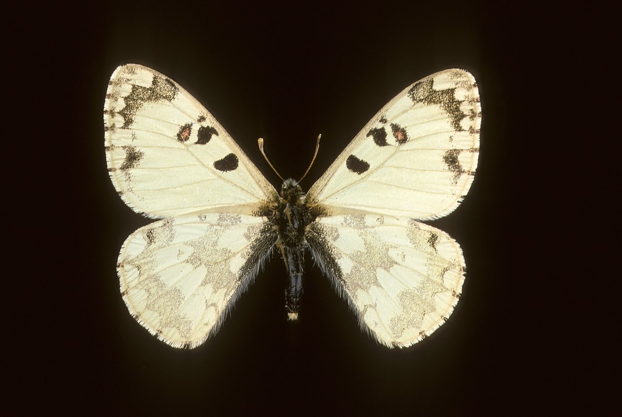 Hypermnestra helios af Augustus Kollner