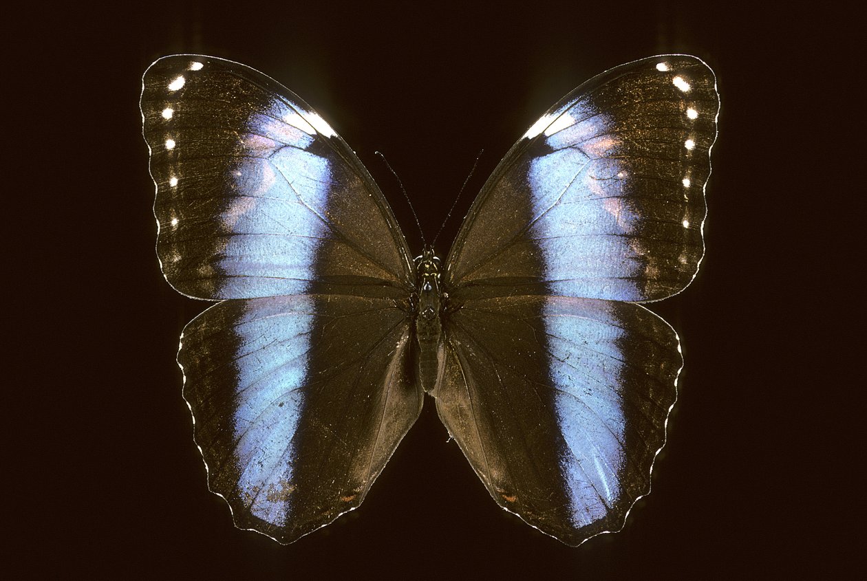 Morpho achilles/han af Augustus Kollner