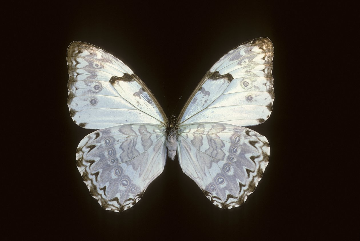 Morpho catenarius af Augustus Kollner