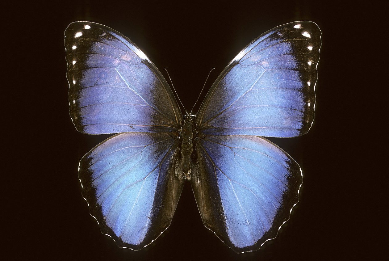 Morpho vitrea af Augustus Kollner