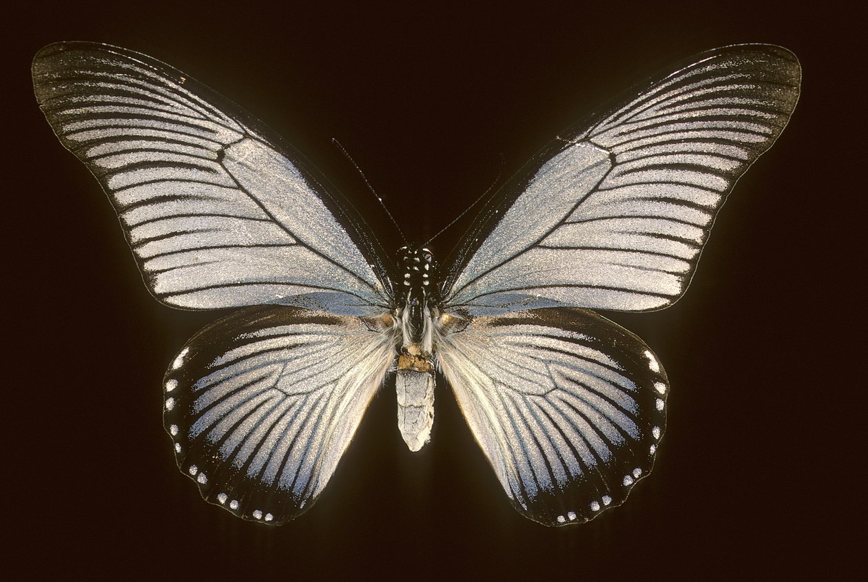 Papilio zalmoxis/Sejlbåd blå af Augustus Kollner