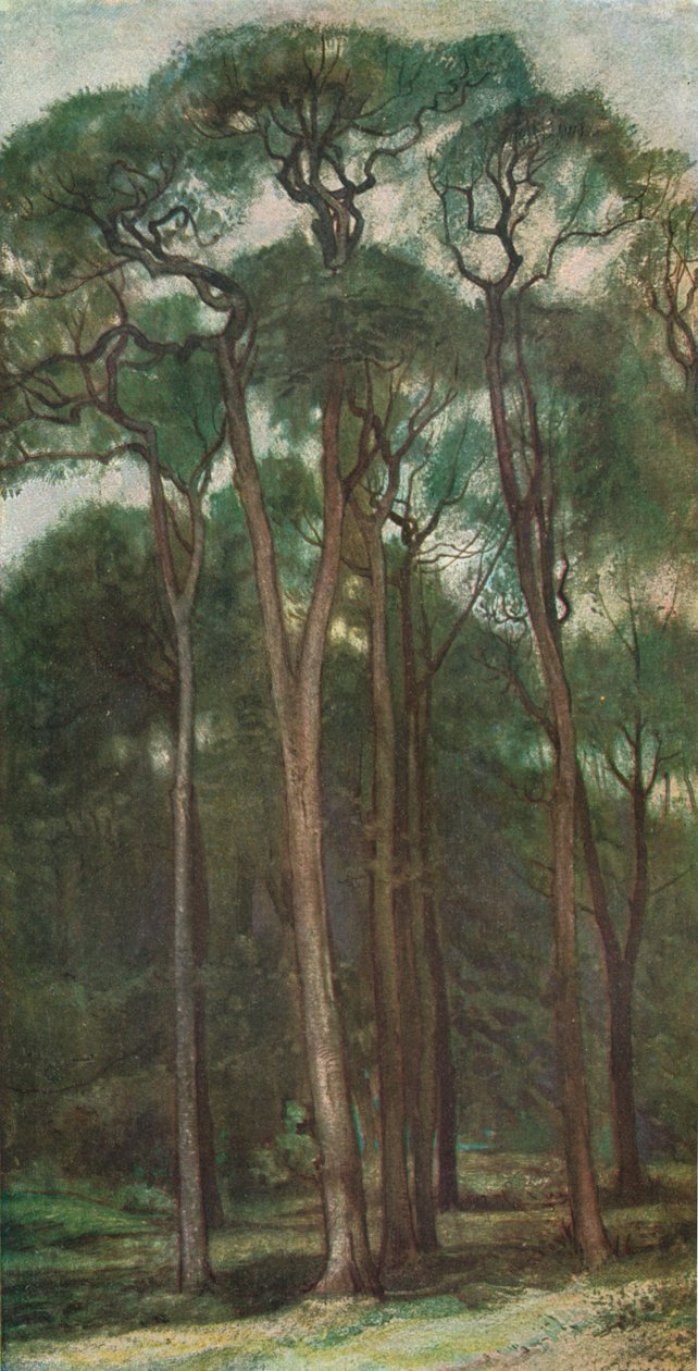 Studie af træer, c1900 1903-1904 af Charles Holroyd