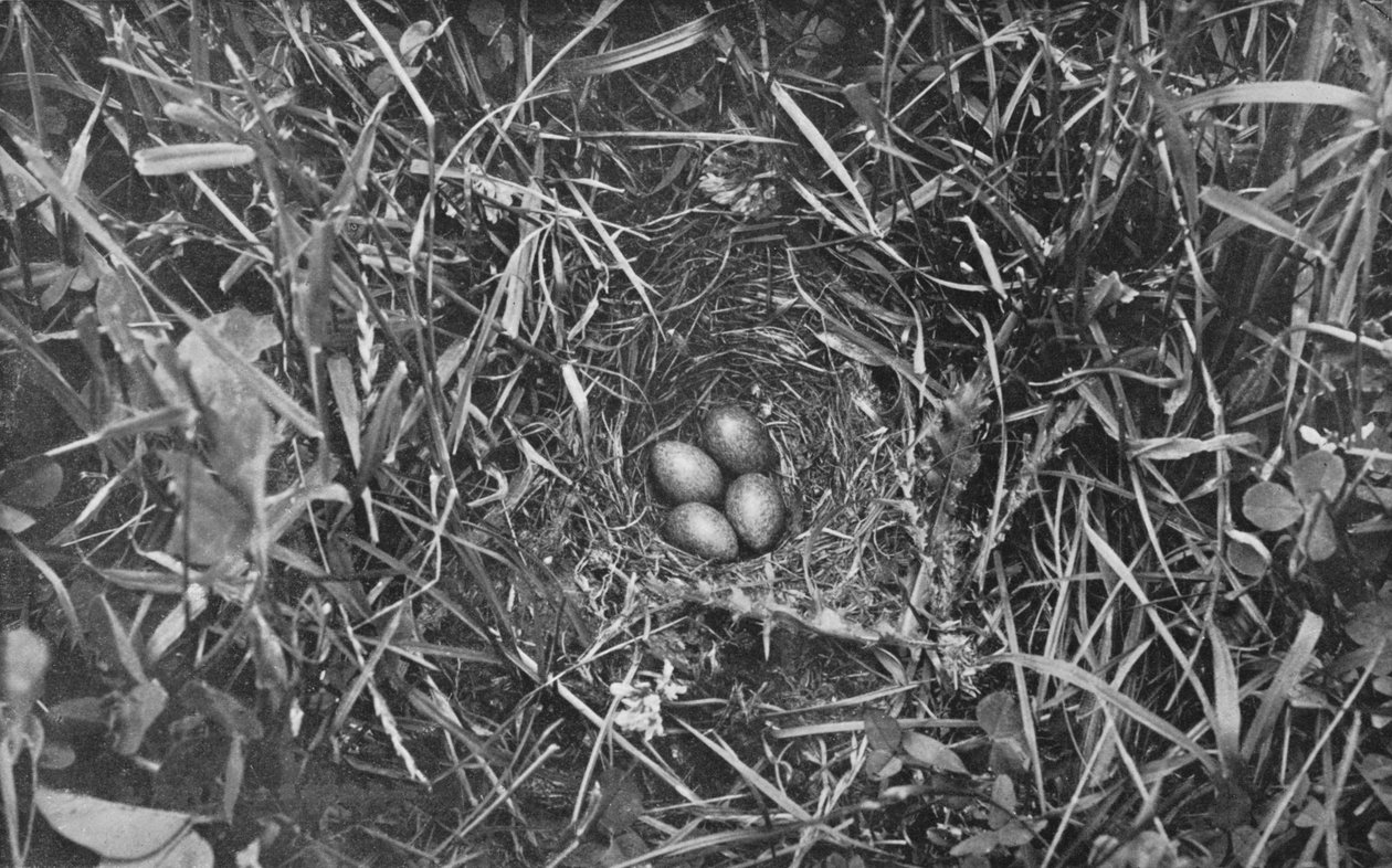 Nest of Skylark, c1882, 1912 af Charles Reid