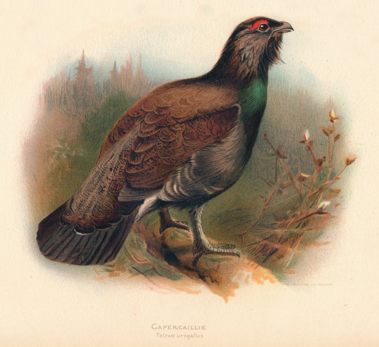 Capercaillie Tetrao urogallus, 1900, 1900 af Charles Whymper