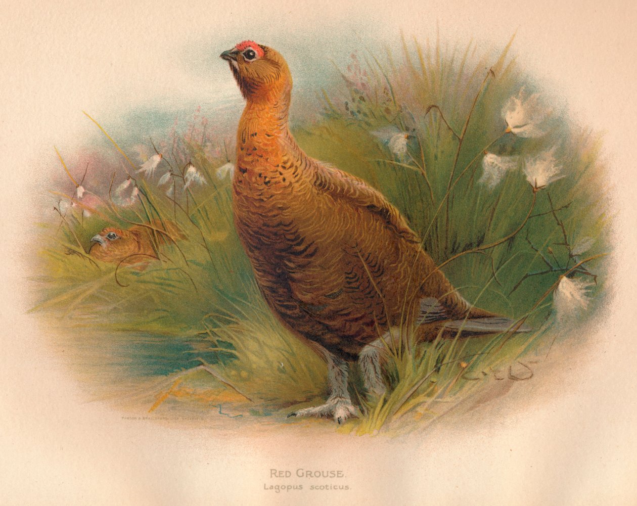 Rype Lagopus scoticus, 1900, 1900 af Charles Whymper