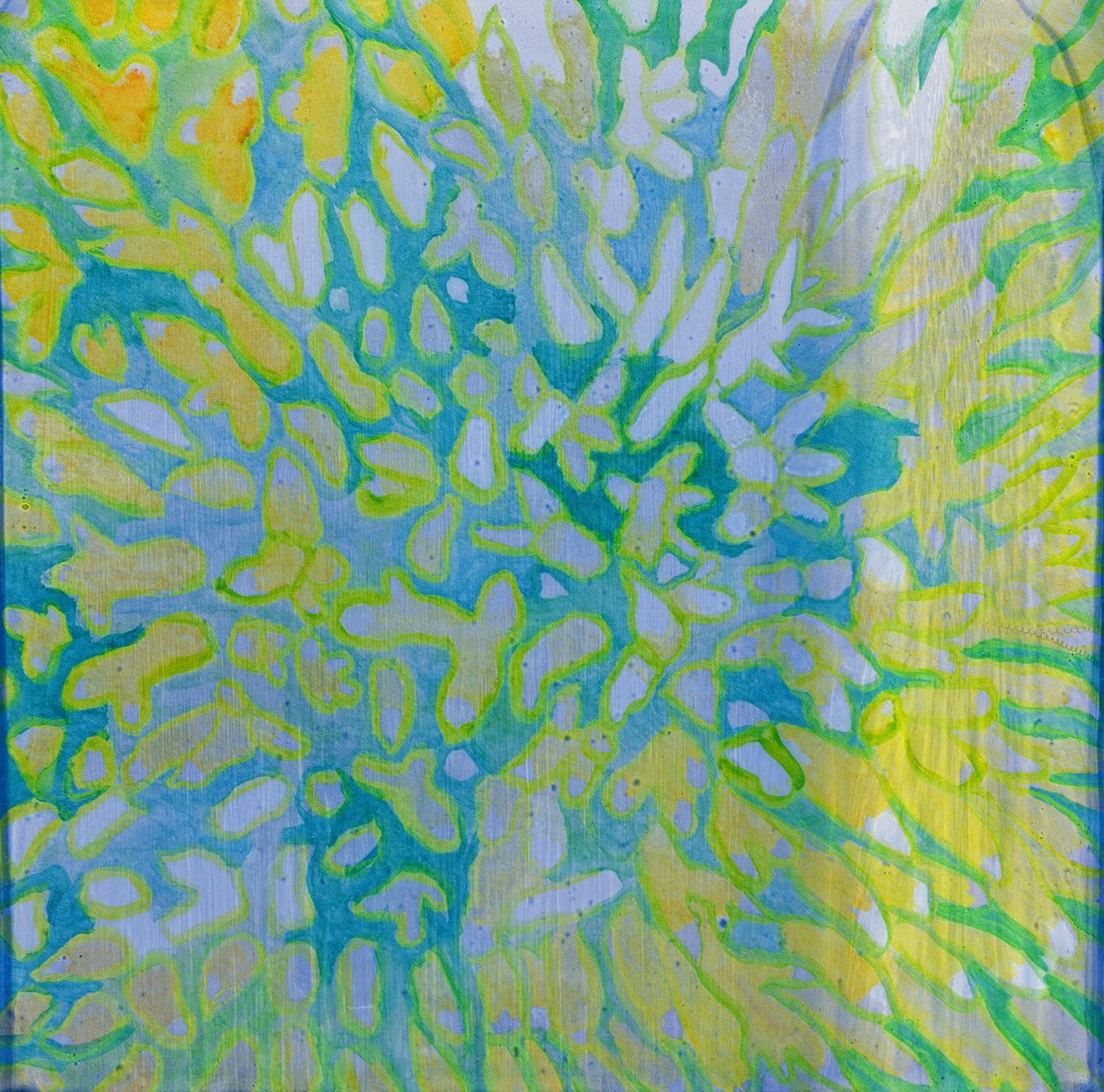 Acrapora, 2000 (olie på gesso) af Charlotte Johnstone