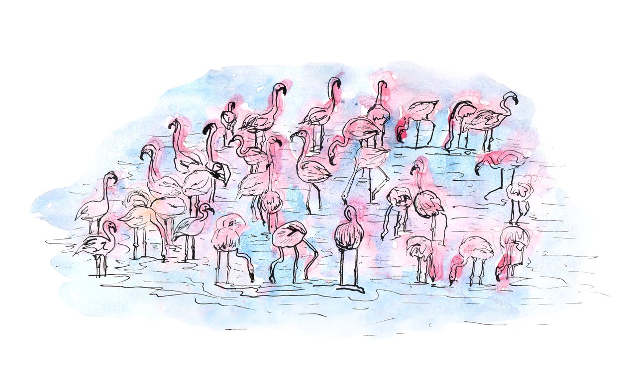 Flamingos 2, 2018 (blæk og akvarel) af Charlotte Orr