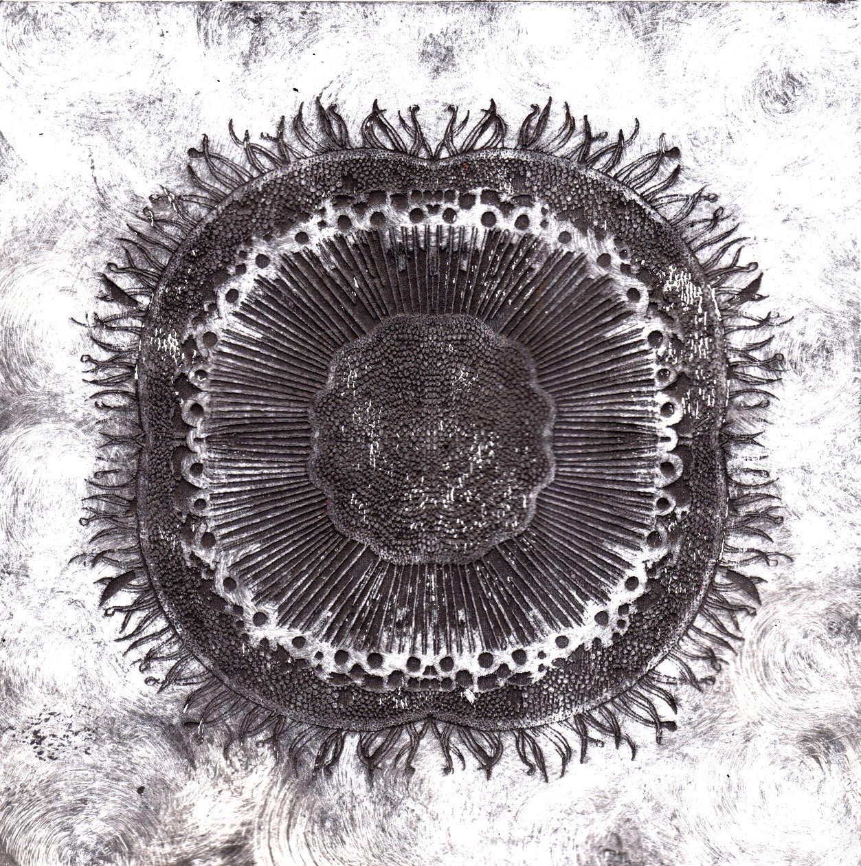 Planteceller, 2019 (tørpunktsætsning) af Charlotte Orr