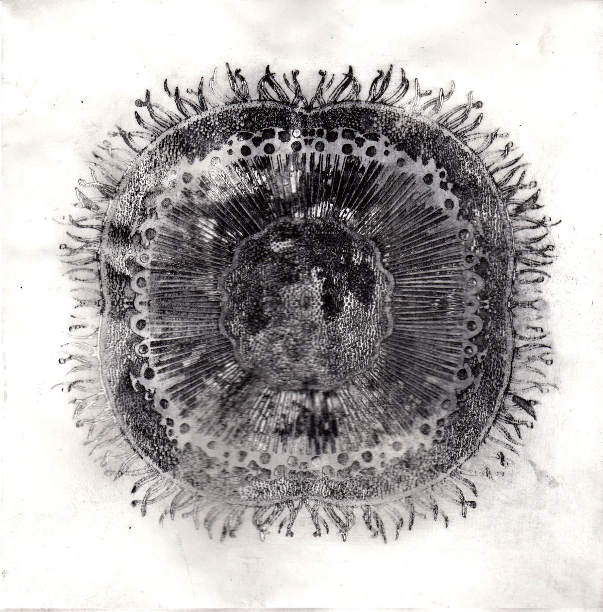 Planteceller, 2019 (tørpunktsætsning) af Charlotte Orr