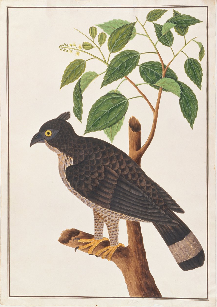 Blyths Hawk Eagle, fra Drawings of Birds from Malacca, ca. 1805-18 (wc på papir) af Chinese School