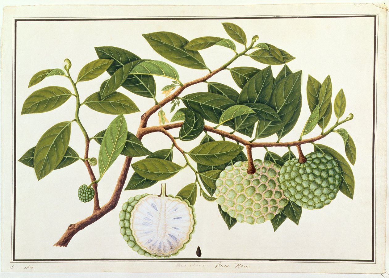 Bua Nora, fra Tegninger af planter fra Malacca, ca. 1805-18 (wc på papir) af Chinese School
